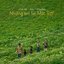 Những em bé Mặt Trời - Single