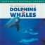 Dolphins & Whales
