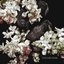 STILLBLOOM