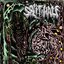 Free Roaming Flesh [Explicit]