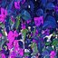 Roses Exodus