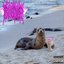 i <3 seals - Single