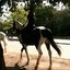 Pony Ride