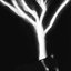 THE SOUND THAT TREES MAKE
