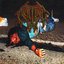 Crushed (Remastered)