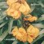 Wallflower