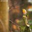 Forest Bird Sounds Vol. 2