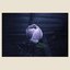 Music For Growing Flowers (Nocturne)