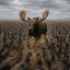 20000 Emu's Vs. 1 Moose