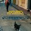 Dog With a Rope (Quantic Presenta Flowering Inferno)