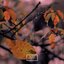 The falling of a paulownia leaf