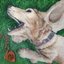 My Dear Canine