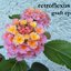 Graft EP
