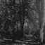 Beneath the Boughs