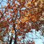 Autumn Splendor