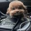 Chinese Dog Rapping (full song)