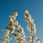 Bloom [Explicit]