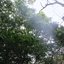 The Ancient Forest XIV