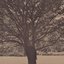 A Poison Tree