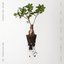 Let The Soil Play Its Simple Part