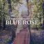 Light Transmissions of the Blue Rose