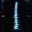 Spine