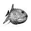 The Mollusk Era
