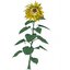 Music To Watch Seeds Grow By 007: Brian D'Souza (Sunflowers)