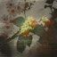 Flores de Maio