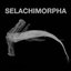 Selachimorpha