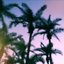 Swaying Palms