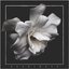 Bloom - Single