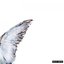 Young Man (feat. Sylvan Esso) - Single