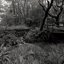The Ancient Forest III