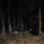 JUNKIE IN THE WOODS
