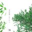 Body [Disc I] + [Disc II]