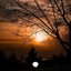 Sun Leaves