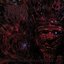 Observing the Ancestral Twilight [Explicit]