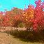October forever