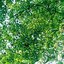Foliage