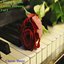 Classical Music for the Background: Debussy