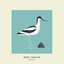 Avocet