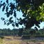 fields