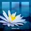 White Lotus