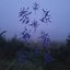 2022: the Morningseeds can't help but Blush into thick verdures of Anguish.