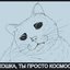 кошка, ты просто космос