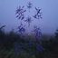 2022: the Morningseeds can’t help but Blush into thick verdures of Anguish.