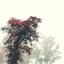 Nullingroots