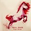 Feral Horse