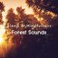 Forest Sounds (Sleep  Mindfulness)